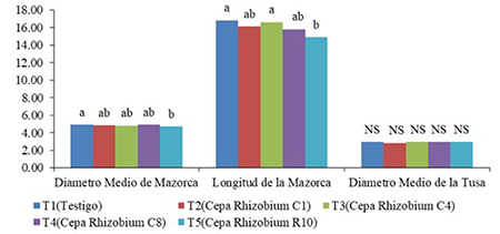 Media y significación estadística de los caracteres de rendimiento: Diámetro Medio de la Mazorca (DMM), Longitud de la Mazorca (LM) y Diámetro Medio de la Tusa (DMT) (cm)
