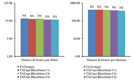 Media y significación estadística de los caracteres de rendimiento Número de Granos por Hileras (NGH) y Número de Granos por Mazorca (NGM) (unidades)