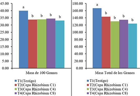 Media y significación estadística de los caracteres de rendimiento: Masa de 100 Granos (M100G) (g) y Masa Total de los Granos (MTG) (g)