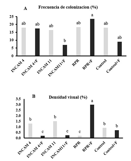 Valores de funcionamiento micorrízico evaluado a través de la frecuencia de colonización (A) y la densidad visual (B) en raíces de plantas de maíz, a los 54 días de inoculadas