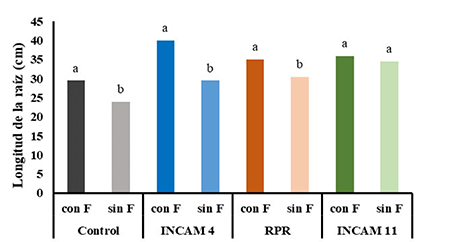 Longitud de la raíz de plantas de maíz inoculadas con cepas de hongos micorrízicos arbusculares con y sin la aplicación de fungicida, a los 54 días de inoculadas