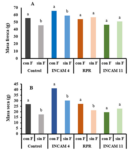 Masa fresca (A) y masa seca total (B), de plantas de maíz inoculadas con cepas de hongos micorrízicos arbusculares con y sin la aplicación de fungicida, a los 54 días de inoculadas