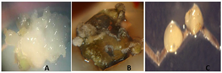 Explantes con formaci�n de callos en Dioscorea rotundata var. 'Blanco de Guinea' cultivados en la oscuridad con Picloram 1,0 mg L-1 durante 30 d�as
