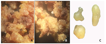 Callos embriog�nicos de Dioscorea cayenensis subsp rotundata Poir var. &lsquo;Blanco de Guinea&rsquo; en medio de cultivo MS con Picloram 2,0 mg L-1 a los 30 d�as de cultivo