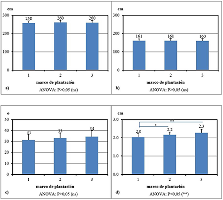 Aspecto morfol�gico de las plantas despu�s de la floraci�n para los tres marcos de plantaci�n