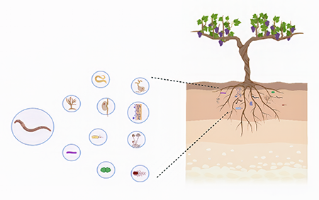 Lombrices de tierra y otros microorganismos miembros del ecosistema del suelo en equilibrio, cada uno con una tarea espec�fica