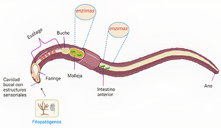 �rganos del cuerpo de la lombriz de tierra, donde ocurre la descomposici�n de la materia org�nica ingerida, por actividad enzim�tica