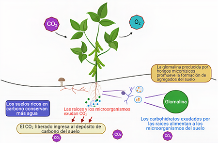 Esquema del dioxido de carbono (CO2) desde que ingresa al dosel del �rbol hasta su filtraci�n en el suelo, y la actividad de los microorganismos