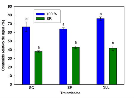 Contenido relativo de agua al concluir los per�odos de suspensi�n del riego (SR) durante 15 d�as en las etapas de crecimiento vegetativo (SC), de floraci�n (SF) y de llenado del grano (SLL)