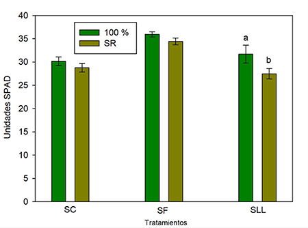 Contenidos totales de clorofilas al concluir los per�odos de suspensi�n del riego (SR) durante 15 d�as en las etapas de crecimiento vegetativo (SC), de floraci�n (SF) y de llenado del grano (SLL)