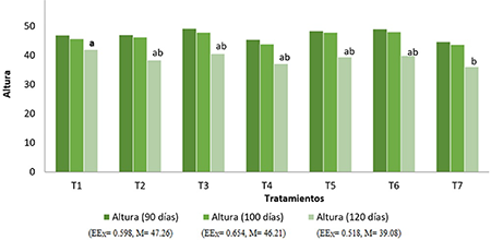 Altura de las plantas de ajo (Allium sativum L.), clon 'Vietnamita' a los 90, 100 y 120 d�as despu�s de la plantaci�n (n=146) de los bulbos sometidos a diferentes tratamientos de temperatura