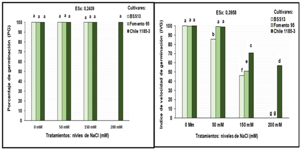 Porcentaje de germinaci�n (PG) e �ndice de velocidad de germinaci�n (IVG) de cultivares de Lechuga: (Lactuca sativa L.): BSS13, Fomento 95 y Chile 1185-3, bajo concentraciones de NaCl (50 mM, 150 mM, 200 mM) y un testigo absoluto.