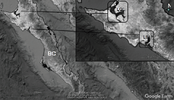 Santuarios de la ballena gris en la REBIVI.