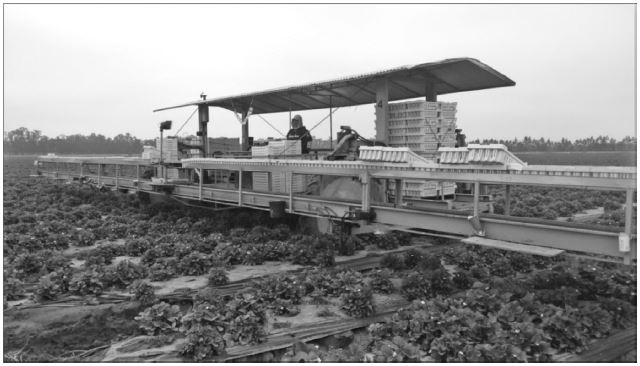 La m&aacute;quina de recolecci&oacute;n en los cultivos de fresas de oxnard.