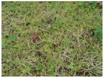 Portulaca grandiflora con floraci&oacute;n de distintos colores.