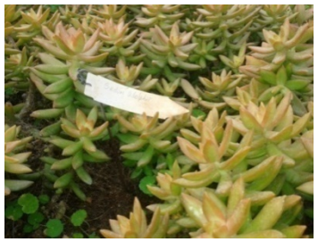Planta Sedum Adolphin.