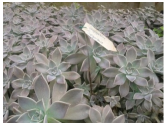 Graptopetalum paraguayense.