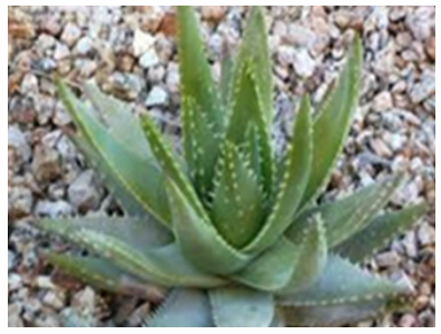 Aloe brevifolia