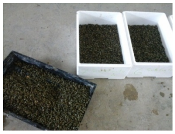 Colocaci&oacute;n de la capa drenante (Zeolita).