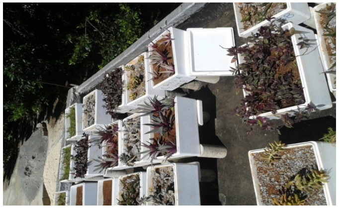 Canteros experimentales ubicados para ensayos.