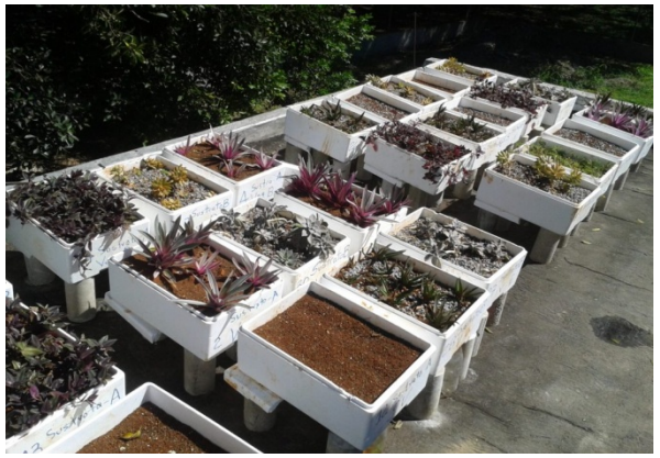 Canteros experimentales implantados aleatoriamente.