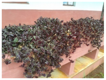 Zebrina p&eacute;ndula