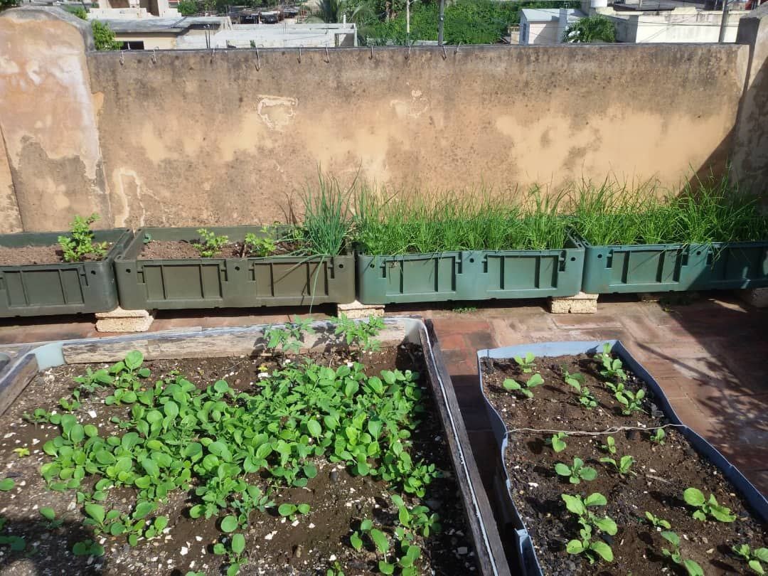 Techo verde con recipientes de diferentes tipos en la vivienda de Ariel Blanco en Matanzas.