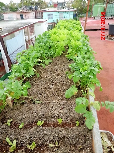Estructura de techo verde con cantero en vivienda de Jorge Luis �lvarez Marqu�s, en Matanzas, que sustituye el muro de protecci�n del l�mite del techo.