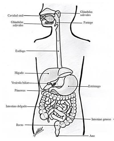 Ilustración esquemática.