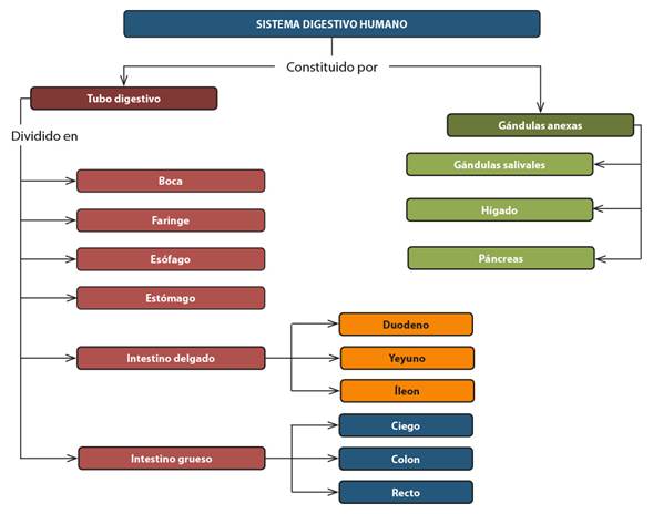 Mapa conceptual.