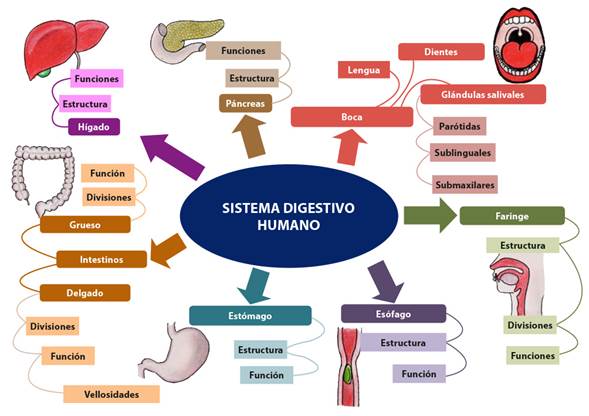 Mapa mental.