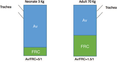 Functional residual capacity. Av=alveolar ventilation; FRC=Functional residual capacity; Av/FRC=alveolar ventilation/ Functional residual capacity.