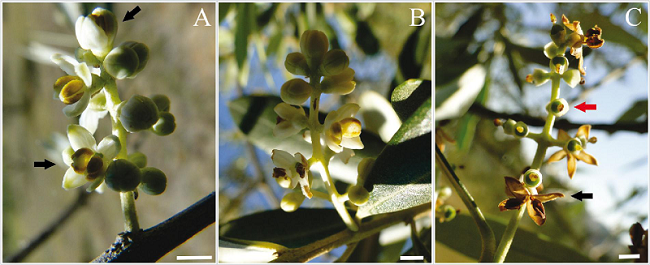 Inflorescences of olive tree (Olea europaea L.),
							Arbequina cultivar. (A) Onset of flowering, showing pre-anthesis flowers
							with different sizes and flowers at the beginning of the anthesis -
							detail of non-dehiscent anthers (arrows). (B) Inflorescence containing
							flowers in pre-anthesis, anthesis and post-anthesis in the same
							inflorescence. (C) Post-anthesis of all flowers of an inflorescence -
							detail for the senescence of the corolla (black arrow), flowers without
							corolla, with stigma showing an intense yellow coloration (red arrow).
							Bar: 5 mm