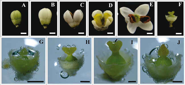 Flower development of olive tree (Olea europaea L.),
							Arbequina cultivar, and stigma receptivity at different development
							stages, using the 3% hydrogen peroxide (H2O2)
							method. (A and B) Pre-anthesis flowers. (C and D) Anthesis flowers. (E
							and F) Postanthesis flowers. (G) Extremely green flower bud,
							pre-anthesis, showing receptive stigma. (H) Flower bud stigma, fully
							developed, pre-anthesis and receptive. (I) Anthesis flower, detail for
							receptive stigma cavity (arrow). (J) Post-anthesis flower with receptive
							stigma. Bar: 1mm