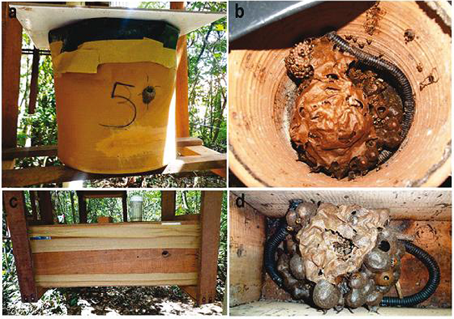 Colonies of Melipona quinquefasciata bees: ceramic
							pot, external view (a) and internal view (b); and wooden box, external
							view (c) and internal view (d). Araripe National Forest (FLONA-ARARIPE),
							Chapada do Araripe, Barbalha, Cear&aacute;, Brazil, 2014