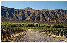 San Juan Oasis. Región vitivinícola Argentina.