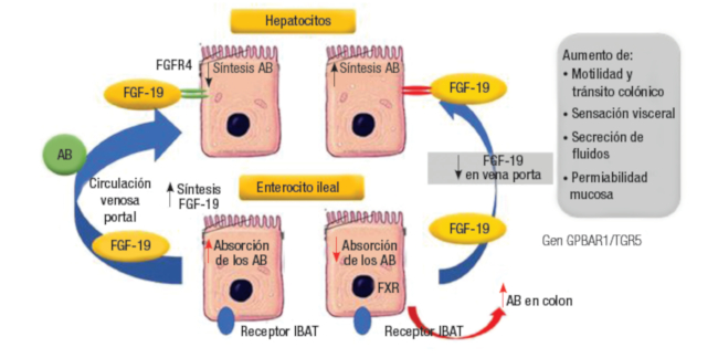 Circulación enterohepática de los AB Diarrea por los AB en el SIID