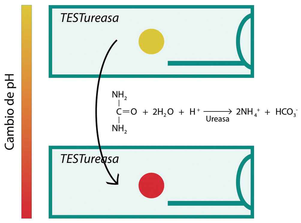 Mecanismo de accin de la prueba rpida de ureasa. Adaptado.8,9