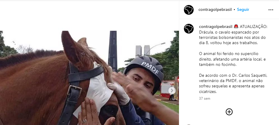 Actualizaci�n del estado de salud de Dr�cula, el caballo de la Polic�a Militar que fue golpeado en los actos golpistas del 8 de enero.