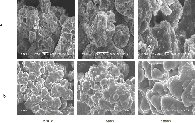 Micrograf&iacute;as del complejo OCH-βCD reci&eacute;n elaborado en la proporci&oacute;n 20:80 (a) y 30:70
								(b)