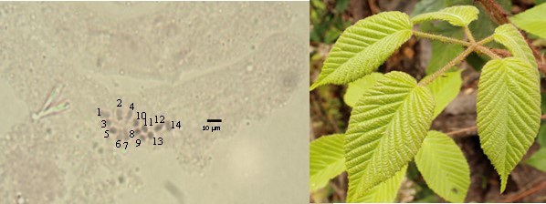 N&uacute;mero de cromosomas en R. adenotrichos Schltdl (2n =2x = 14).