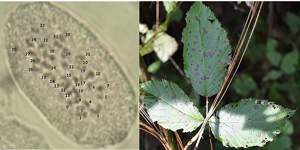 N&uacute;mero de cromosomas en R. cymosus Rydb (2n = 5x
								= 35).