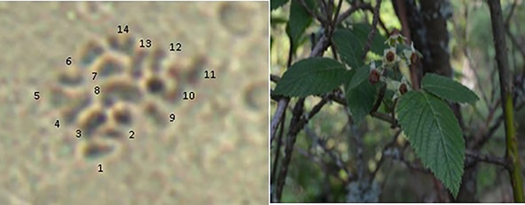 N&uacute;mero de cromosomas en la especie R.
									humistratus Steud (2n =2x = 14).
