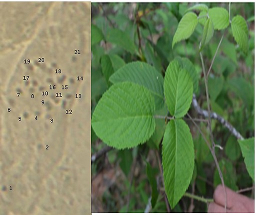 N&uacute;mero de cromosomas en R. pringlei Rydb (2n =
								3x =21).