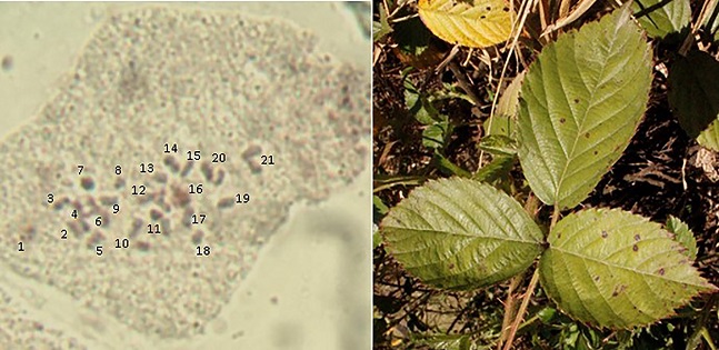 N&uacute;mero de cromosomas en R. sapidus Schtdl (2n =
								3x = 21).