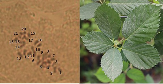 N&uacute;mero de cromosomas de la variedad Tup&iacute; (2n = 3x = 21).