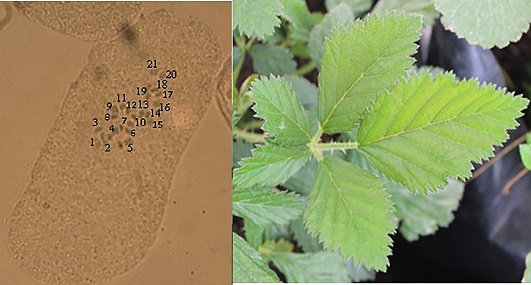 N&uacute;mero de cromosomas de la cruza Tup&iacute; x R. sapidus Schltdl (2n = 3x = 21).