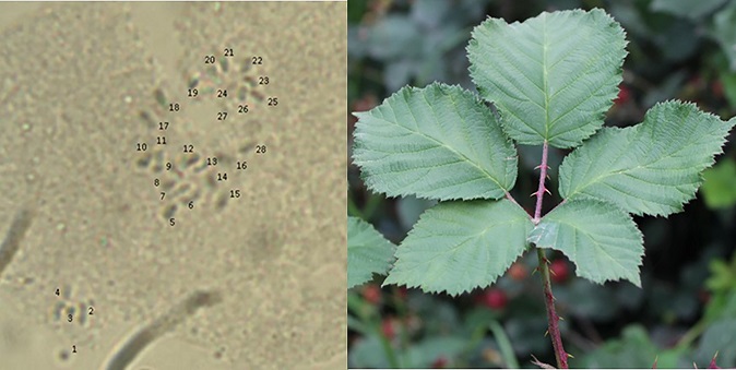N&uacute;mero de cromosomas en R. palmeri Rydb (2n = 4x = 28).