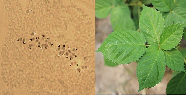 N&uacute;mero de cromosomas de la variedad Kiowa (2n = 4x = 28).