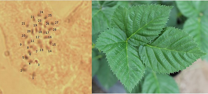 N&uacute;mero de cromosomas de la cruza Kiowa x R.
									sapidus Schltdl (2n= 4x= 28).